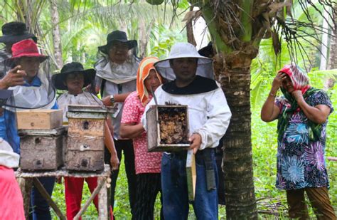 bee in the philippines|UPLB Bee Program – UPLB AGORA .